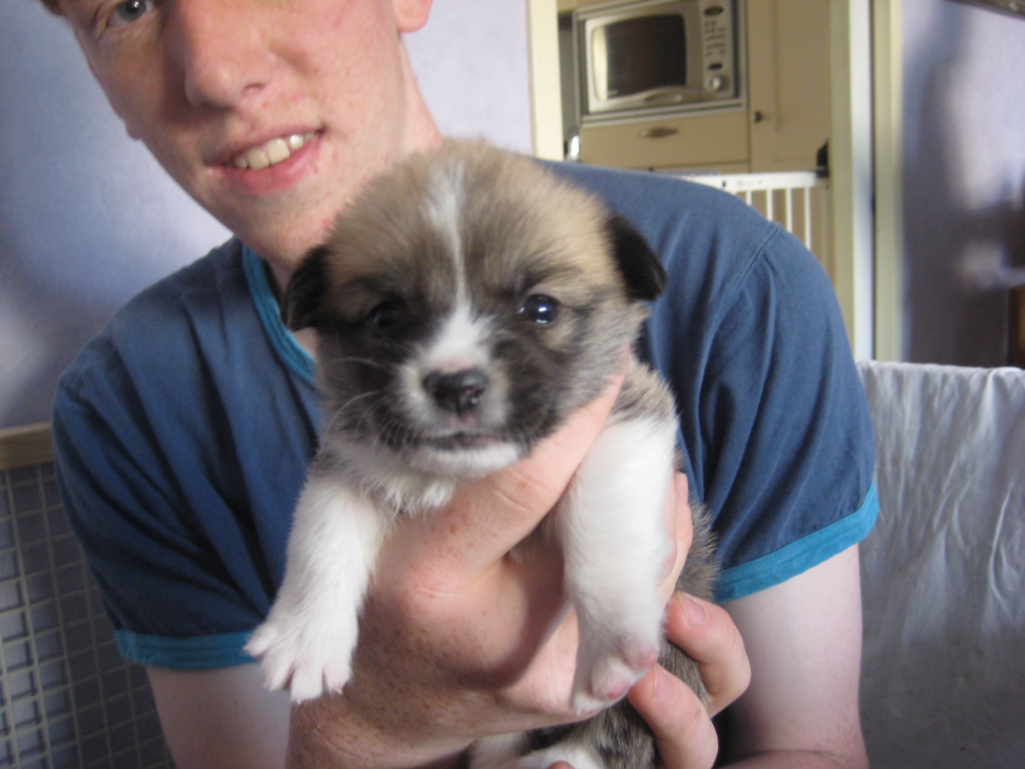 Pups